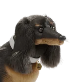 Allen the dachshund